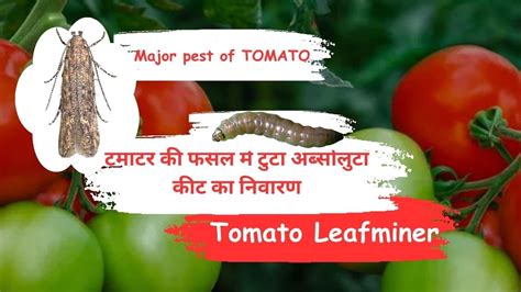 Tuta Absoluta Control In Tomato Leafminer Control How To Use