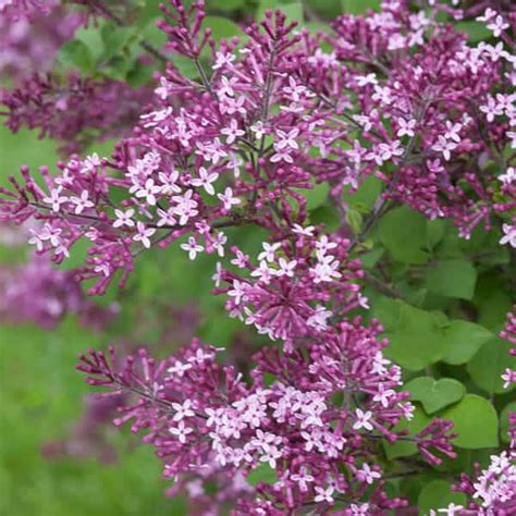 Bloomerang Dark Purple Reblooming Lilac Grown By Overdevest