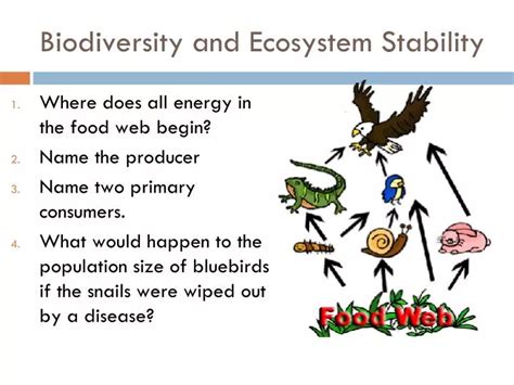 PPT - Biodiversity and Ecosystem Stability PowerPoint Presentation ...