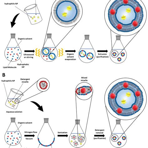 A Schematic Illustration Of The Thin Film Hydration Method For The