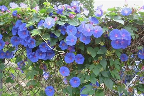 Is Morning Glory Edible Ways To Enjoy Your Whole Day Dreams Wire