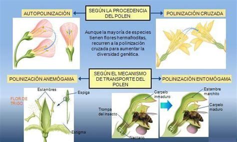 Qué es la POLINIZACIÓN cruzada - ¡¡RESUMEN + IMÁGENES!!