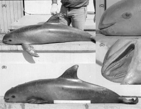 Morphology Of The Vaquita A And B Lateral View Note Download