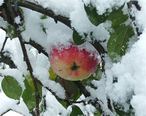 Kashmir Apple Garden Wallpaper | Fasci Garden