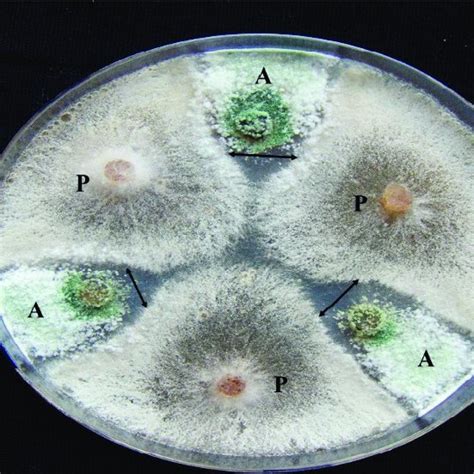 (PDF) Rhizoctonia Solani and Its Biological Control