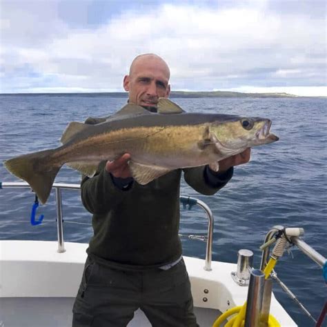 Better Weather Brings Great Pollack Fishing In Galway Bay Fishing In