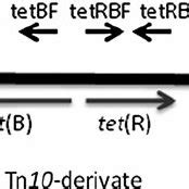 Schematic Representation Of Tet B Is Cr Genetic Element Boxes And