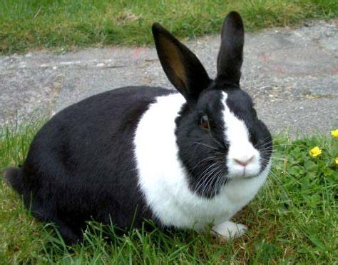 PETS: Dutch Rabbit