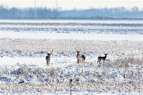 A Deer Group of Red Deer on a Snow Stock Image - Image of cute ...