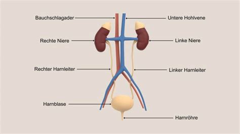 Harnleiter Lage Funktion Symptome Schwabe Austria