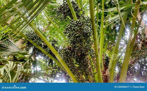 Palm Tree Fruits Palm Tree Close Up View Stock Image Image Of Bamboo Tropical 254396677