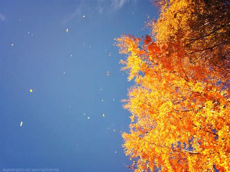 Autumn leaves in the wind - The way of the exploding fish