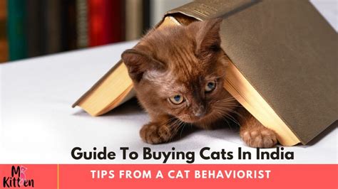 Guide to Buying Cats in India: Tips from a Cat Behaviorist