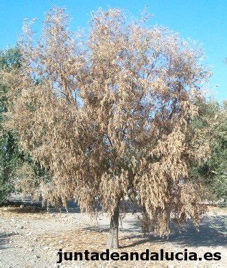 Olive tree diseases: Prays, fly, mealybug, repilo, verticillium...