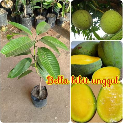 Jual Ad Bibit Buah Mangga Kweni Kuweni Bbu Shopee Indonesia