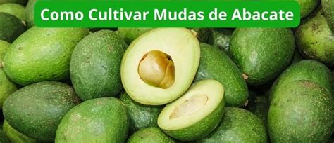 Como Cultivar Muda De Abacate Mondini Plantas