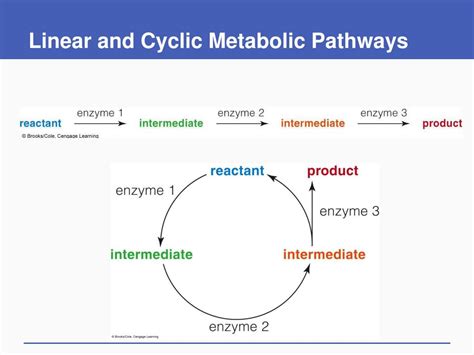 PPT - Energy and Metabolism PowerPoint Presentation, free download - ID ...