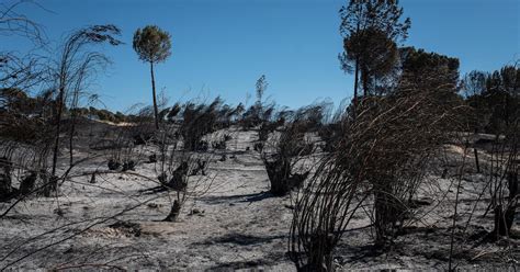 Extinguidos Los Incendios Forestales De Almonte Y Bonares