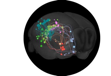 Connectivity Matrices Brain