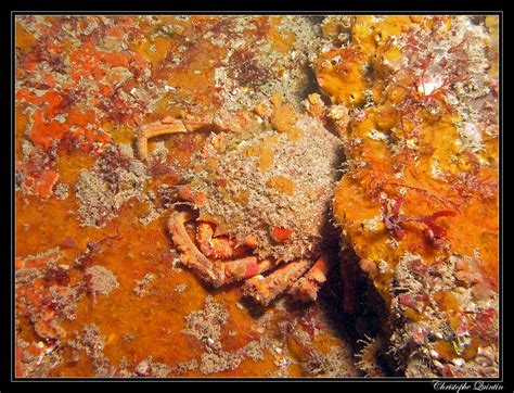 Maja Brachydactyla European Spider Crab Diving Site Se Flickr