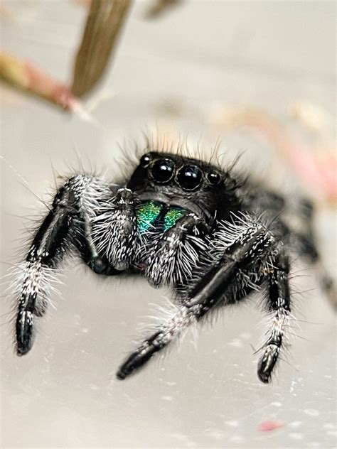 Amazing Jumping Spiders Types You Can Get As Pets 50 Off