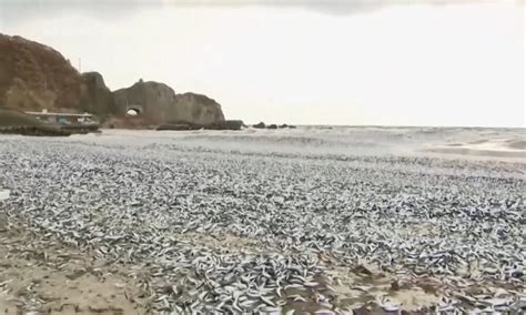 Aparecen Toneladas De Peces Muertos En Isla De Jap N Cinco Radio