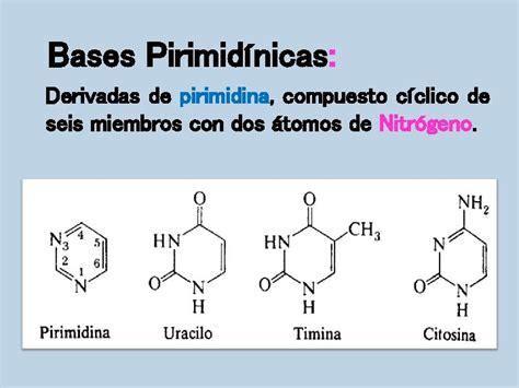 Nuclesidos Y Nucletidos Semana Nucletido Los Cidos