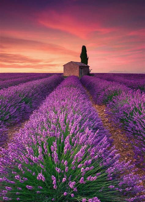 Lavender Fields France Wallpapers - Wallpaper Cave