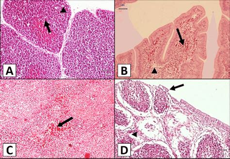 Histological Structure Of Chicken Thymus Bursa And Spleen A Thymus