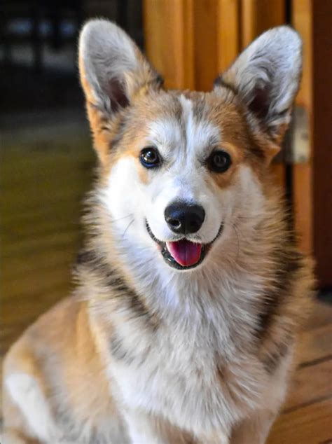 Boys Chile Corgis