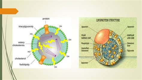 Abnormalities in lipoproteinemia