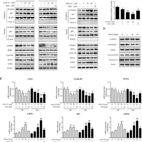 Gen 27 Inhibits Proliferation Of Human Colorectal Carcinoma Cells A