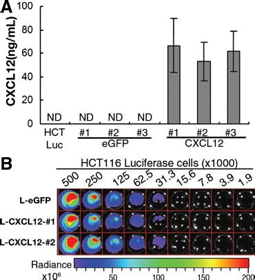 Constitutive Cxcl Expression Induces Anoikis In Colorectal Carcinoma