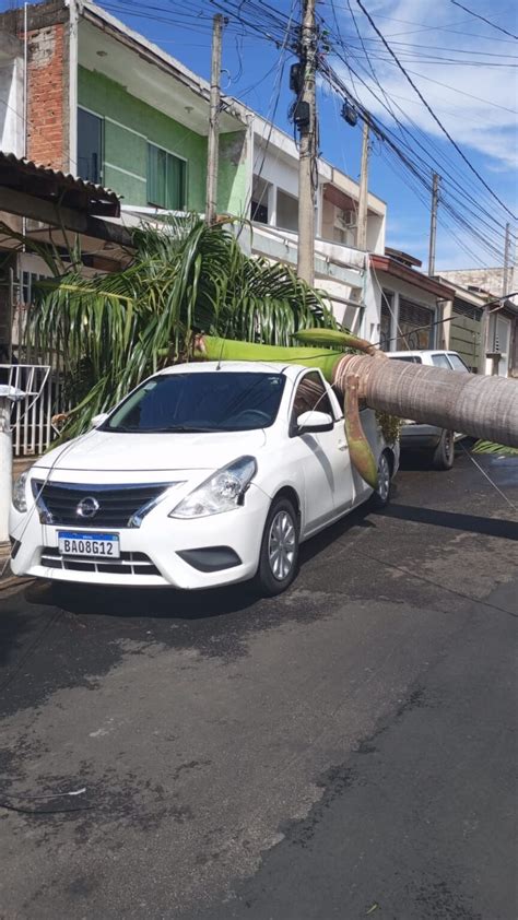 Chuva rápida e forte em Americana causa queda de árvores e placas