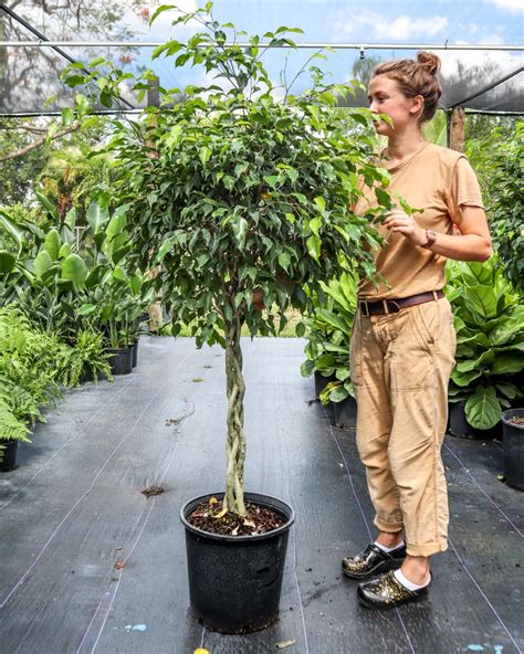 Comment Tailler Le Ficus Benjamina Et Quand Effectuer Une Taille S V Re