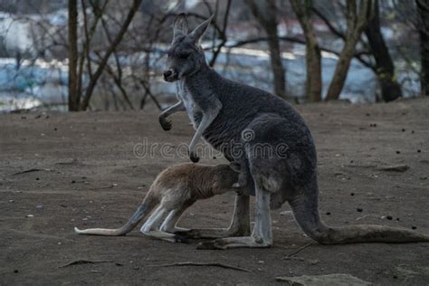 Il Piccolo Canguro Entra Nel Marsupio Della Madre Fotografia Stock