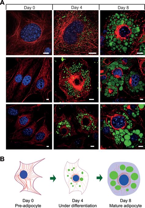 MT Based Cytoskeletal Remodelling During Adipocyte Differentiation