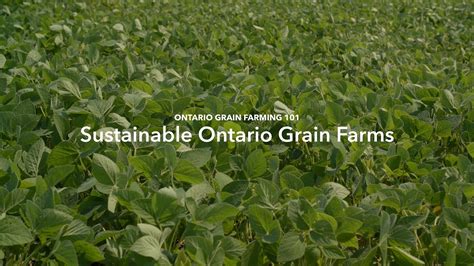 Ontario Grain Farming Sustainable Ontario Grain Farms Youtube