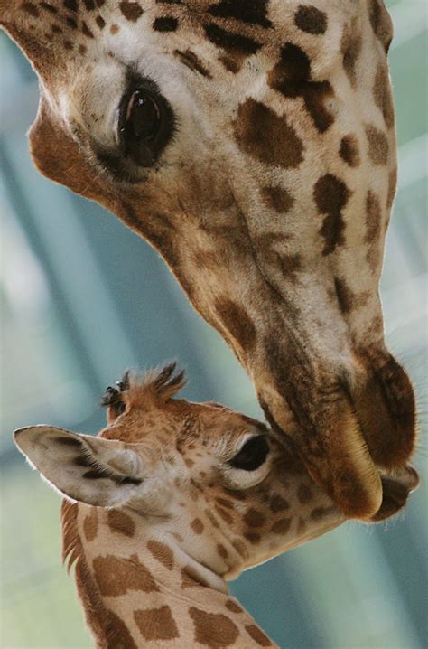 Motherly love: adorable animal moms and their babies