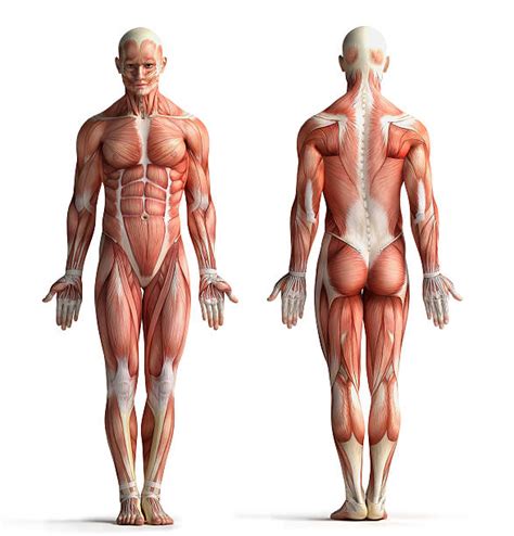 Upper Body Male Anatomy Of Muscular By Pixelchaos | lupon.gov.ph