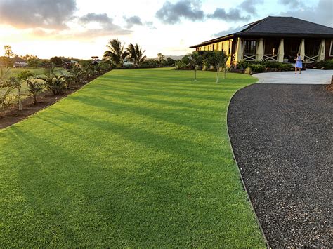 Seashore Paspalum The Lawn Institute