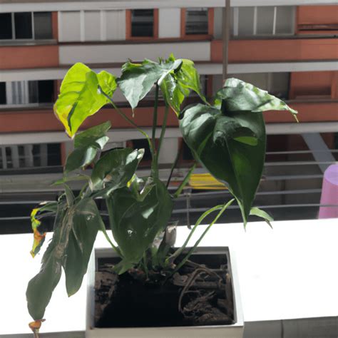 Álbumes 93 Foto Porque Se Secan Las Puntas De Las Hojas De Las Plantas