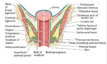 Topic Female Urogenital Region Flashcards Quizlet