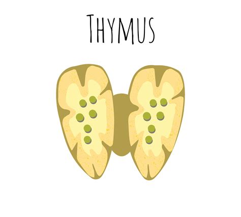 Thymus Human Organ And Gland Anatomy With Lungs And Thyroid In A 3d