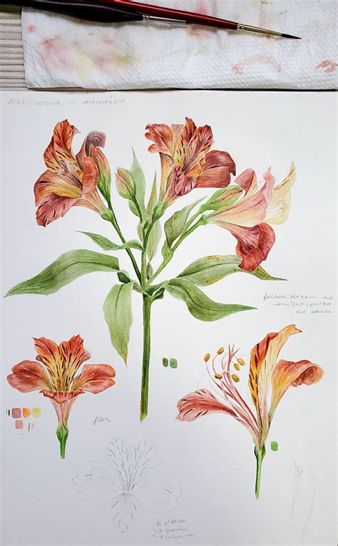 Collection Of Botanical Watercolors On Behance