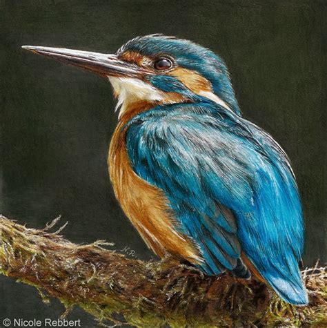 Kingfisher Drawing Bird Drawings Birds Painting Kingfisher