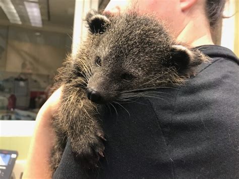 Baby Bearcat Arrives! - Cincinnati Zoo & Botanical Garden