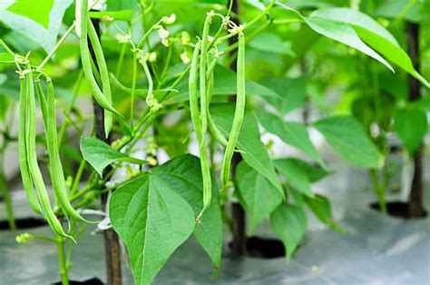 How To Grow French Beans Step By Step Guide The Arches