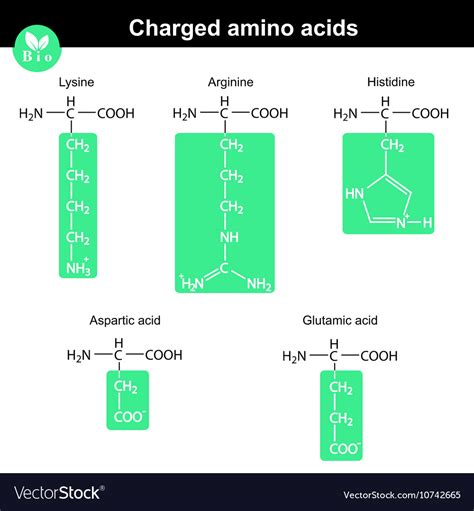 Amino Acids With Marked Radicals Charged Vector Image