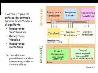 Vértigo central y periférico PPT